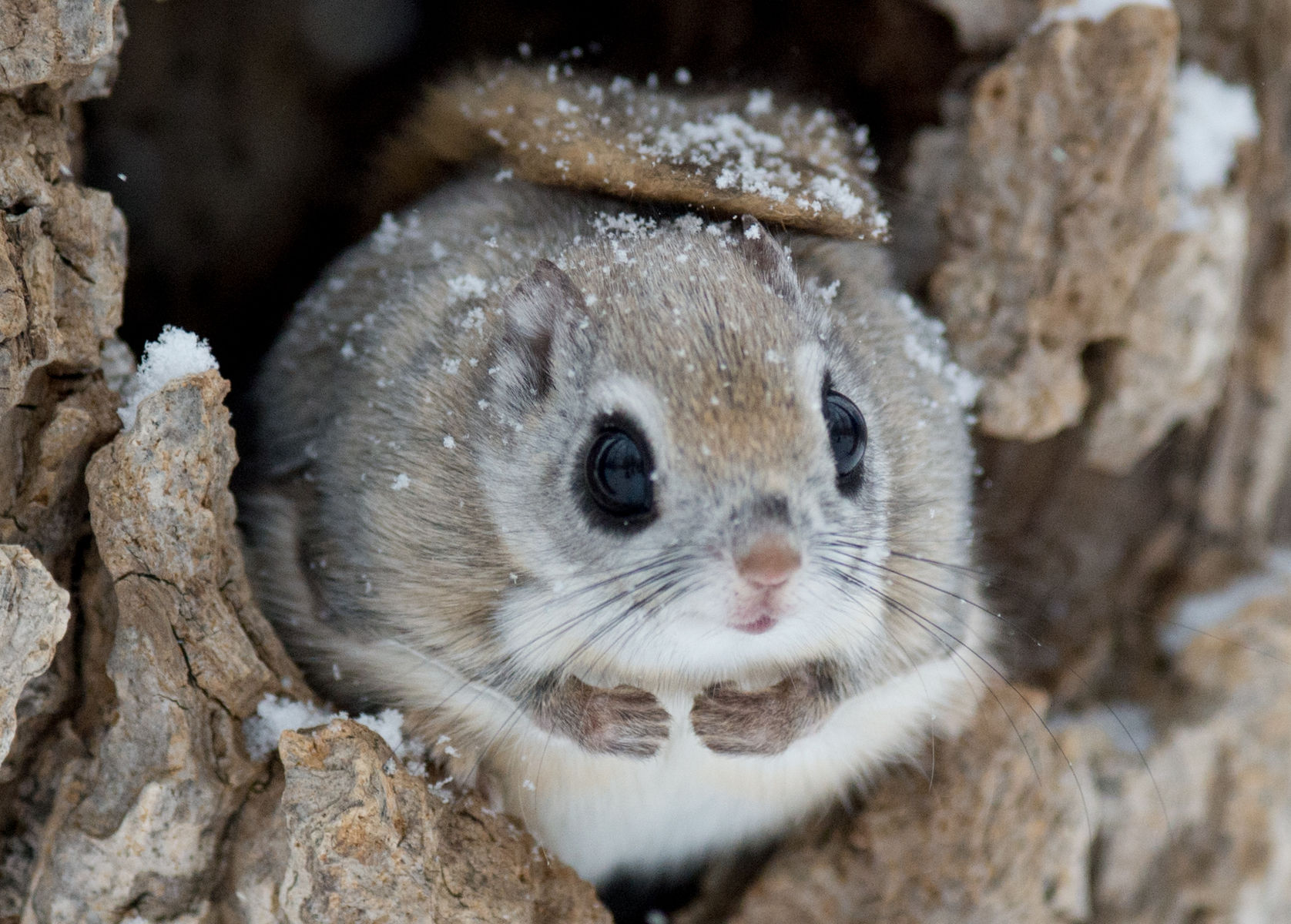 Japon : L’Ezo Momonga, l’écureuil le plus mignon au monde ...